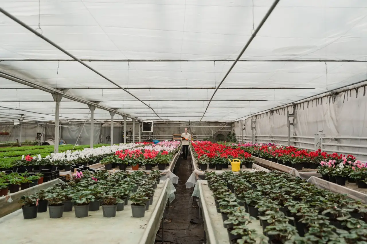 湖北鲜切花种植基地品种选择与品质管控要点正文配图 1